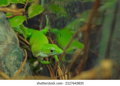 Close Up: Small Green Lizard Slowly Crawling On Wooden Branch In Terrarium. Herpetology, Pet, Zoology And Reptile Concept