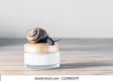 Close up, of a snail, streaking towards a jar of skin cream.