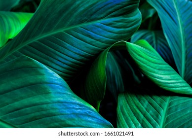 Close up, Spathiphyllum cannifolium leaf, abstract green texture, nature background, tropical leaf - Shutterstock ID 1661021491