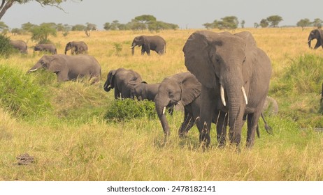 CLOSE UP: Stunning mother elephant and her baby playing and waving with trunk. Herd of elephants grazing in African savannah grassland woodland moving across the veld in safari game park on sunny day - Powered by Shutterstock