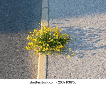 CLOSE UP: Summer Evening Sun Shines On Isolated Birdsfoot Trefoil Flower Grows Out Of A Cracked Pavement. Yellow Wildflower Blossoms As It Grows Out Of A Crack In The Golden Lit Concrete Sidewalk.