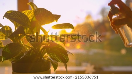 CLOSE UP: Sun shining through green houseplant while being sprinkled. Sun flare and golden spray shine while watering philodendron white wave. Urban jungle maintenance in beautiful afternoon light.