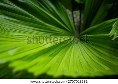 Close up, The texture of the palm tree leaves forms rays emanating from the center.