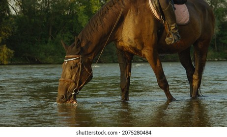 1,199 Thirsty Horse Images, Stock Photos & Vectors 