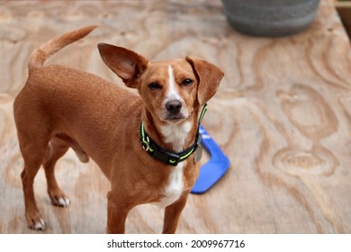 A close up, top down image of a mixed breed dog. The puppy is half chihuahua and half dachshund. He's standing on a piece of plywood, looking at the camera, has one ear up, and is wagging his tail.