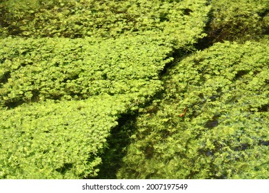 A close up, top down view of the Connetquot River in the springtime. The fresh water is crystal clear and magnificent, green vegetation is growing on the river floor. The plant sways with the current.