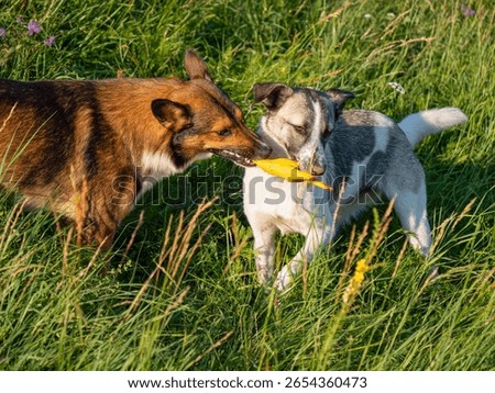 CLOSE UP: Two mixed breed dogs are excitedly playing tug of war with yellow toy on a vibrant green meadow. Playful interaction between two energetic pets on an evening summer walk through countryside.