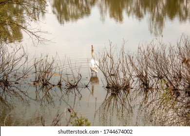 Close Up. A White Swan In The Water Or Lake Ora River. Trees And Grass Reflection In Background Or Fram. Emilia Romagna Region ( Italy ).