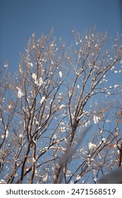 Close up. Winter tree branches against a blue sky