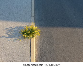 CLOSE UP: Yellow Wildflower Blossoms As It Grows Out Of A Crack In The Golden Lit Concrete Sidewalk. Summer Evening Sun Shines On Isolated Birdsfoot Trefoil Flower Grows Out Of A Cracked Pavement.