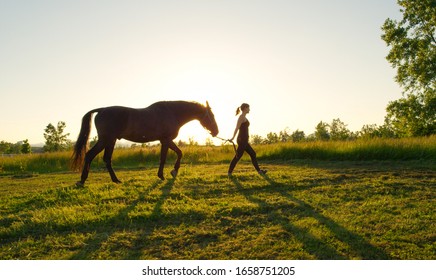 CLOSE UP: Young girl taking on a walk her dark bay stallion by the reins on stunning golden sunset. Beautiful mighty gelding horse walking on grassy field with female owner on sunrise - Powered by Shutterstock