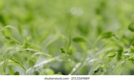 Close Up. Young Green Spring Shoots On A Sunny Day. Life Concept And Growing Sprouts Green Shoots. Fresh Green Plants Growing. - Powered by Shutterstock