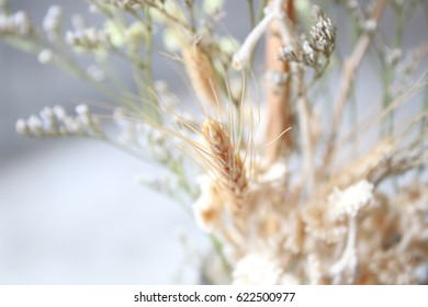 Close up,Hay flower.