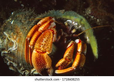 Close Up/macro  Portrait Of Common Hermit Crab