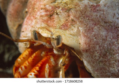 Close Up/macro  Portrait Of Common Hermit Crab