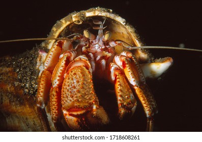 Close Up/macro  Portrait Of Common Hermit Crab