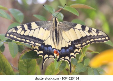 Close up Upper view of a beautiful common yellow swallowtail butterfly aka  the Old World swallowtail (Papilio machaon) a butterfly of the family Papilionidae