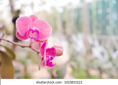 Close Up.Purple Orchids Vanda In The Orchids Farm.