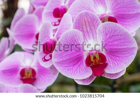 Close up.Purple Orchids Vanda in the orchids Farm.