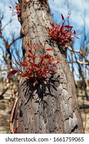 Close Ups Of Regrowth From The Australian Bush Fires In The Blue Mountains.