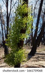 Close Ups Of Regrowth From The Australian Bush Fires In The Blue Mountains.