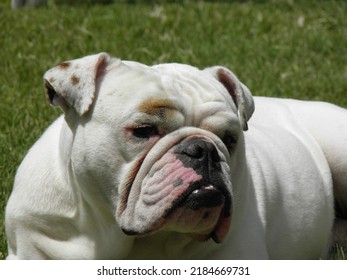 Close Ups White English Bulldog Puppy Stock Photo 2184669731 | Shutterstock