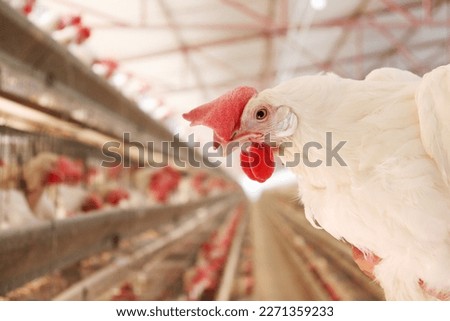 close ups of white hen inside the farm