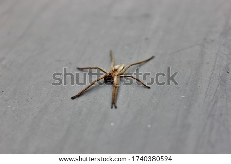 close ups of a wolfspider