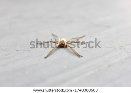 close ups of a wolfspider