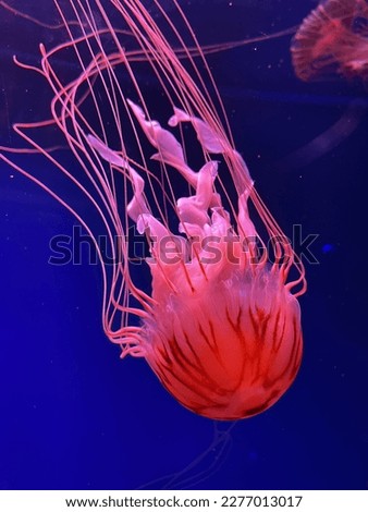 Close up of upside down Red Patterned Pink Jellyfish with long tentacles