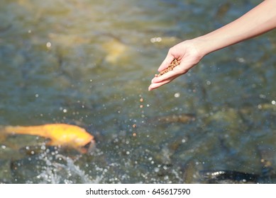 Close Up,The Fish Was Fed In Farm With Blur Some Fish And Water