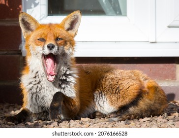 Close Up Of Urban Fox (Vulpes Vulpes) Lying Down In UK Back Garden Yawning With Mouth Open Wide.