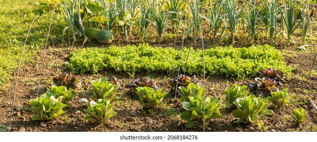 Close Up Of Urban Garden With Vegetables Growing