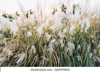 Close Up Uruguayan Pampas Grass Against The Setting Sun