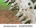 Close up of The usual bark of the Anigic Tree also known as the Floss silk that are found throughout the Savannas or Cerrados of Brazil