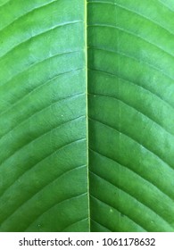 Close Up The Utopia Fresh Green Leaf