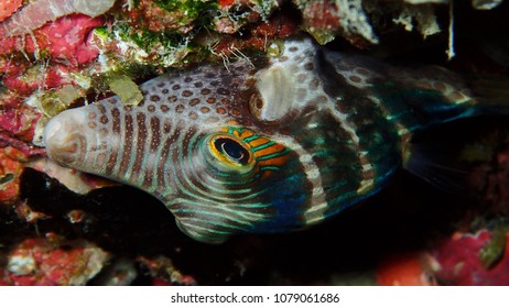 28 Sharp nosed puffer fish Images, Stock Photos & Vectors | Shutterstock