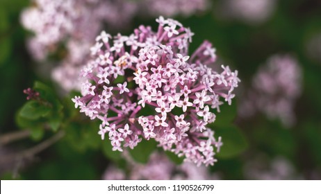 A Close Up Of A Valerian Plant In The Spring