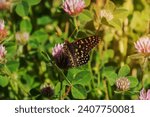Close up of a variable checkerspot butterfly drinking nectar from a rose clover wildflower, Napa Valley, California