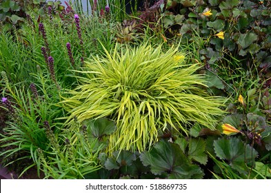 Close Up Of The Variegated Grass Hakonechloa Macra 'Aureola'