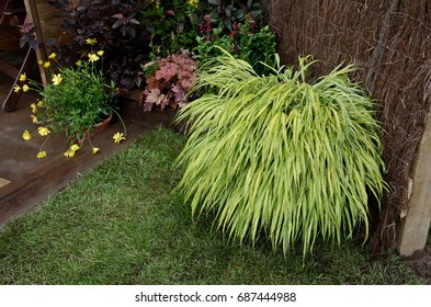 Close Up Of The Variegated Grass Hakonechloa Macra 'Aureola'