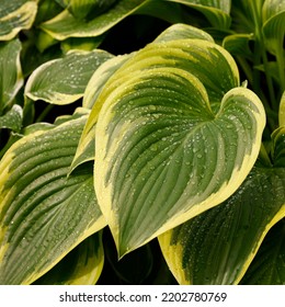 Close Up Of A Variegated Hosta Victory Leaf Of The Perennial Herbaceous Garden Plant.