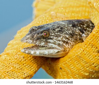 Close up of a variegated lizardfish