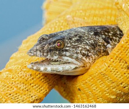 Close up of a variegated lizardfish
