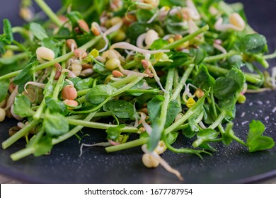 Close Up Of Vegan Healthy Salad Made Of Peas Microgreen Psrouts And Sprouted Beans