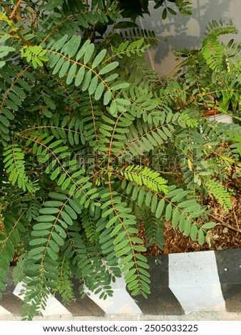 Close up of vegetable hummingbird plant 