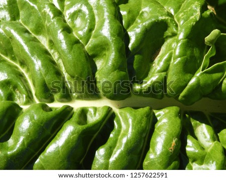 Close up of vegetable leaves, silverbeet