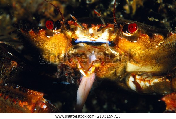 close up of velvet\
swimming crab (also known as a velvet fiddler, witch crab or devil\
crab) feeding on carrion