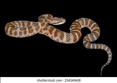 Close Venomous Snake Agkistrodon Saxatilis Isolated Stock Photo ...