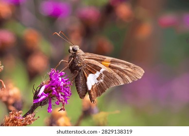 A close up ventral view of a Silver-spotted skipper butterfly (Epargyreus clarus) perched on a bright purple wildflower against a blurred background
